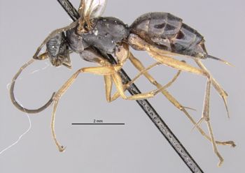 Media type: image;   Entomology 26631 Aspect: habitus lateral view